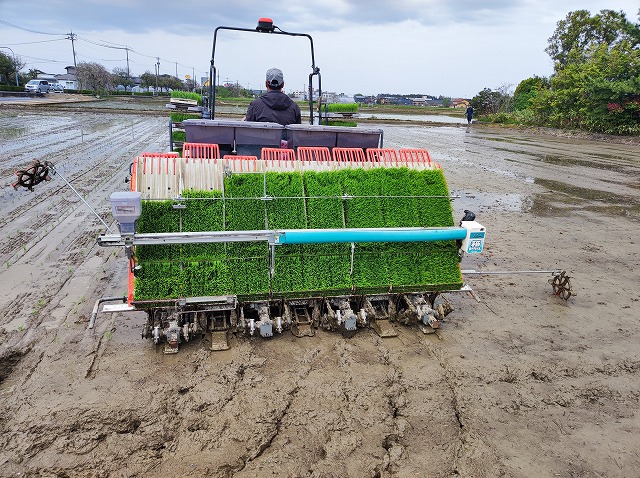 25田植え2.jpg